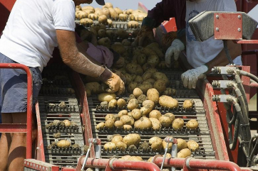 В Казахстане расследуют поставки картофеля в Россию из Германии
